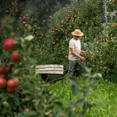 Ein Mann mit Strohhut erntet Äpfel in einem slowenischen Obstgarten. Die Früchte werden für den besten slowenischen Schnaps verwendet.