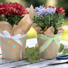 Zwei Chrysanthemen in braunem Papier mit blauen Punkten, hübsch verpackt. Tolle blumentopf verpacken ideen für Geschenke.