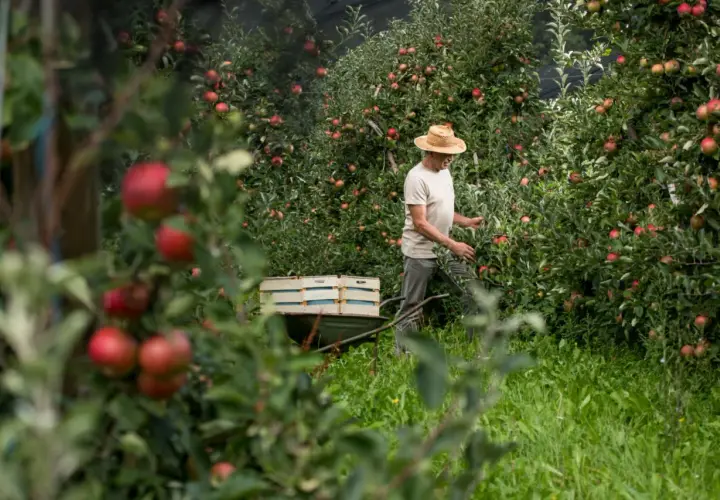 Ein Mann mit Strohhut erntet Äpfel in einem slowenischen Obstgarten. Die Früchte werden für den besten slowenischen Schnaps verwendet.