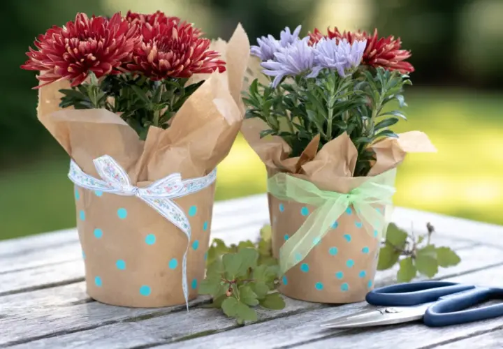 Zwei Chrysanthemen in braunem Papier mit blauen Punkten, hübsch verpackt. Tolle blumentopf verpacken ideen für Geschenke.