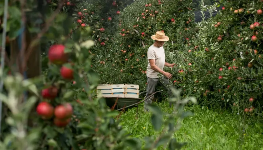 Ein Mann mit Strohhut erntet Äpfel in einem slowenischen Obstgarten. Die Früchte werden für den besten slowenischen Schnaps verwendet.