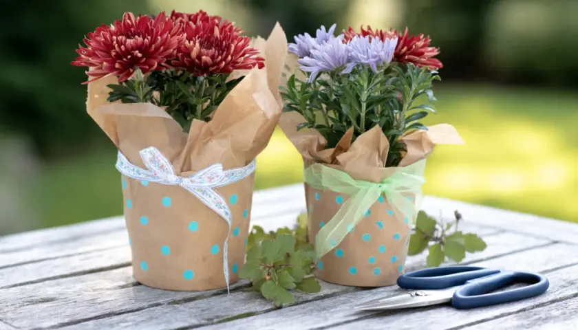 Zwei Chrysanthemen in braunem Papier mit blauen Punkten, hübsch verpackt. Tolle blumentopf verpacken ideen für Geschenke.