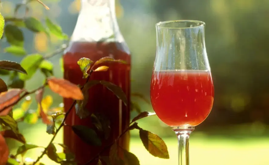 Schlehenlikör kaufen - Dein Guide für den perfekten Gin-Likör