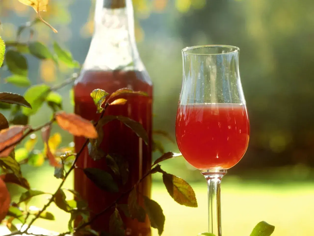 Ein Glas und eine Flasche mit tiefrotem Sloe Gin stehen im Freien, umgeben von Zweigen mit Herbstlaub.