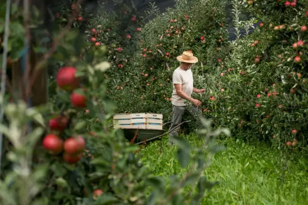 Ein Mann mit Strohhut erntet Äpfel in einem slowenischen Obstgarten. Die Früchte werden für den besten slowenischen Schnaps verwendet.